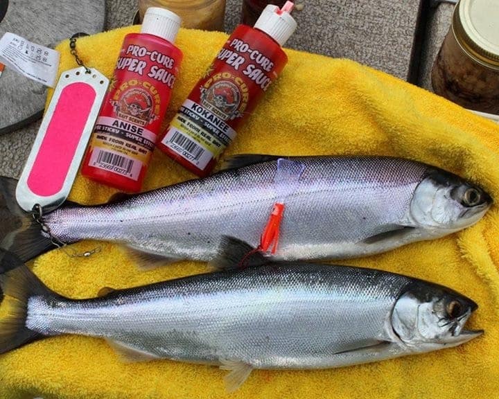 Kokanee Fishing