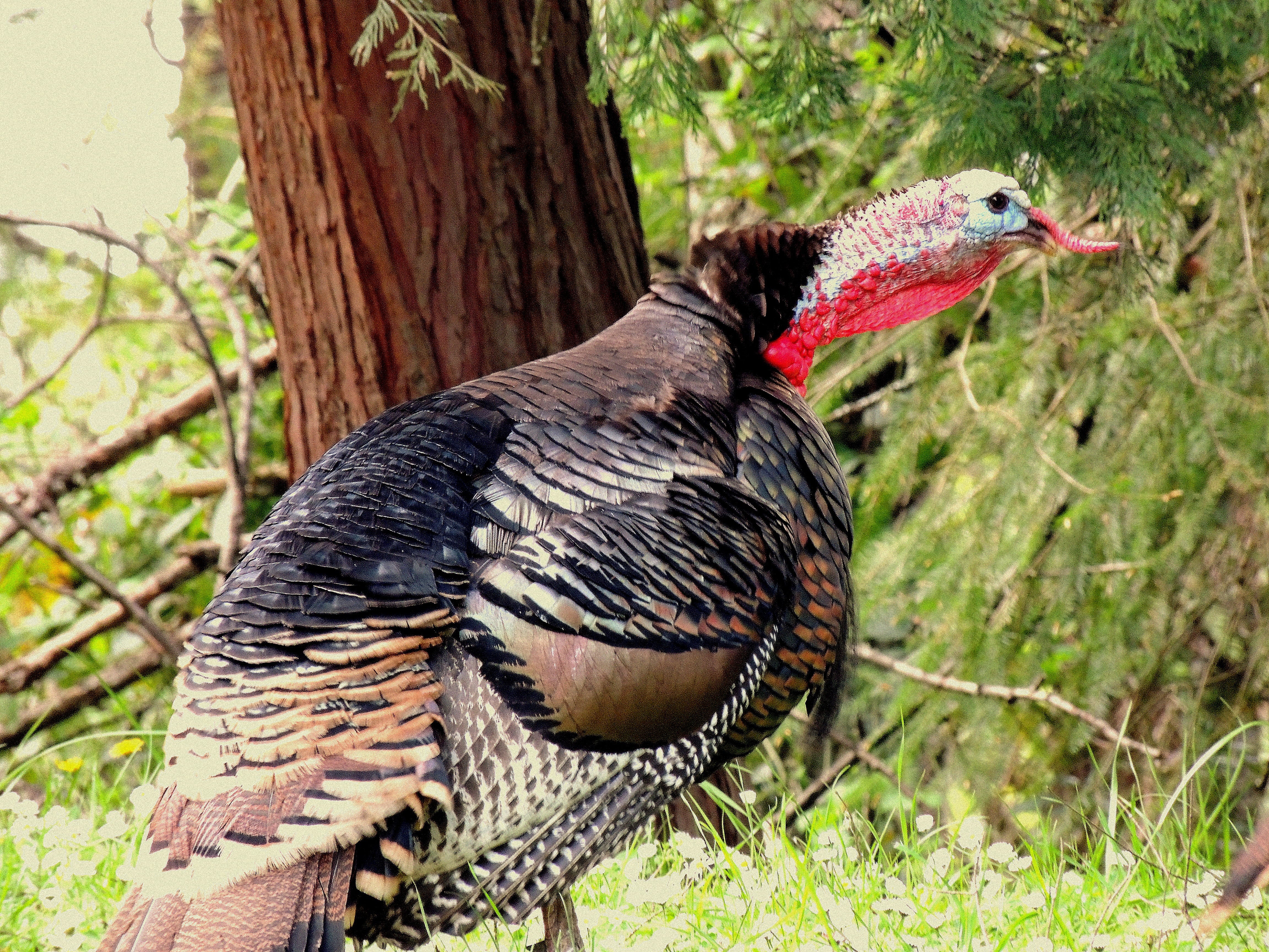 Wild Turkey Hunting