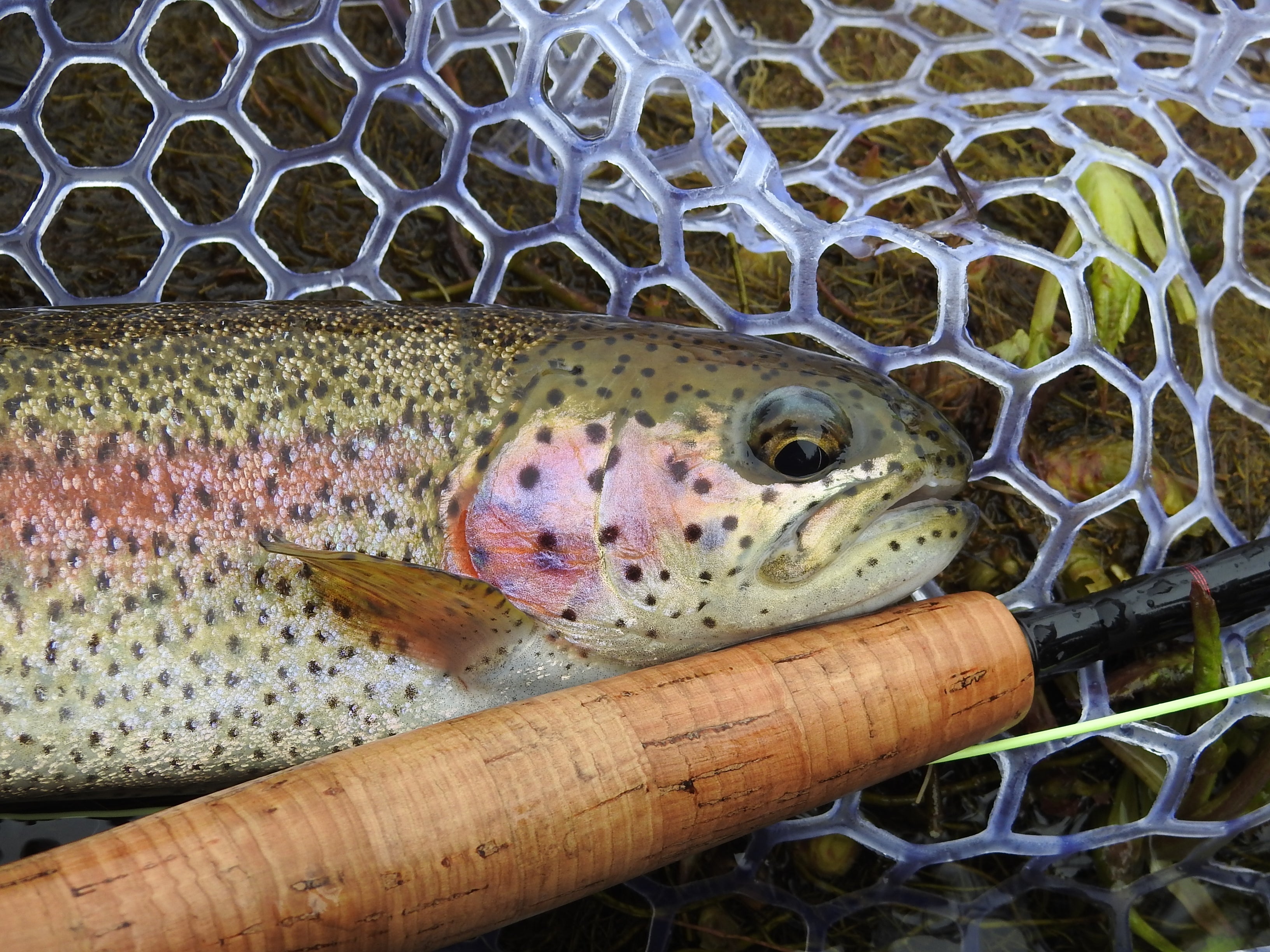 Ways to catch trout