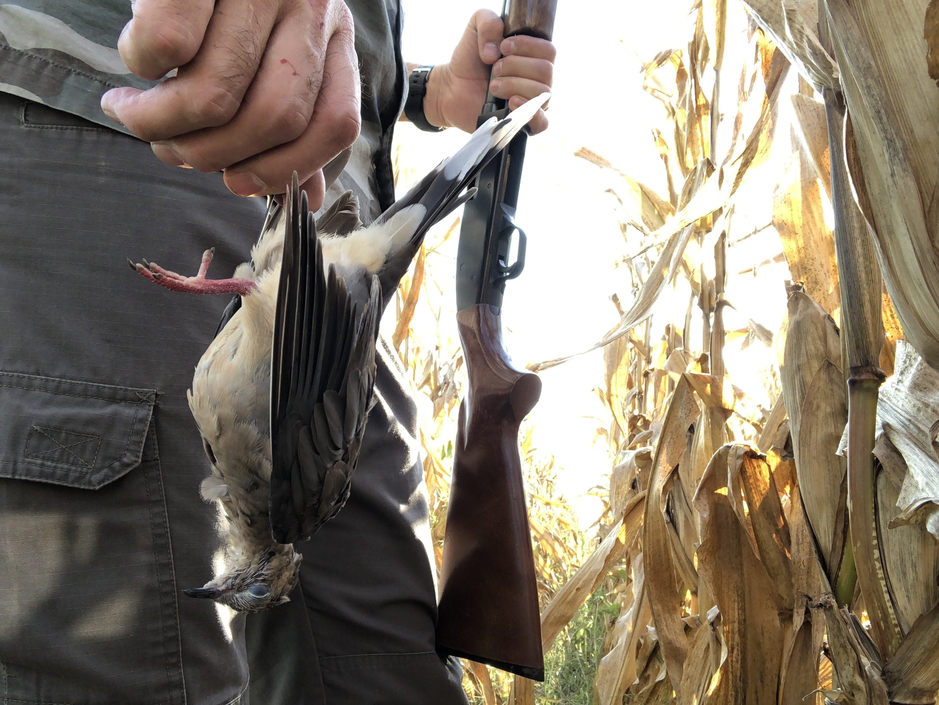 Dove Cleaning