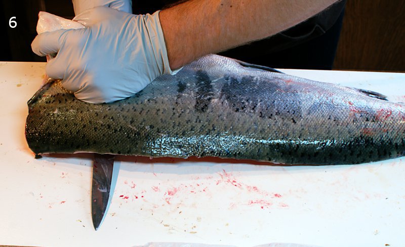 fillet-6